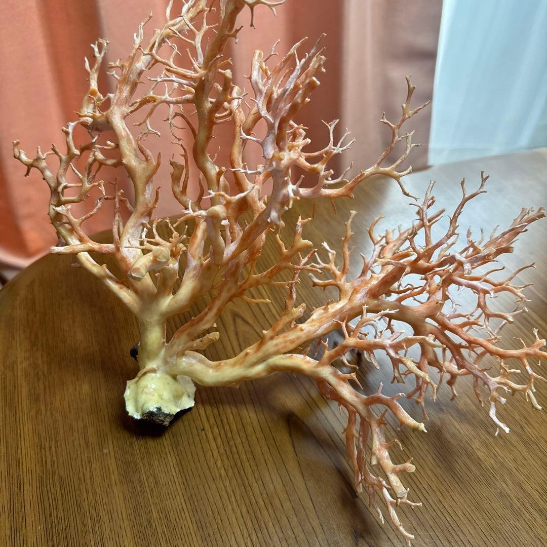 サンゴ　枝　桃色　置物