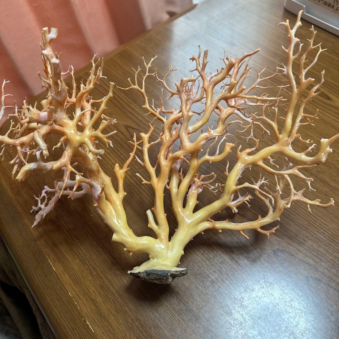 サンゴ　枝　桃色　置物