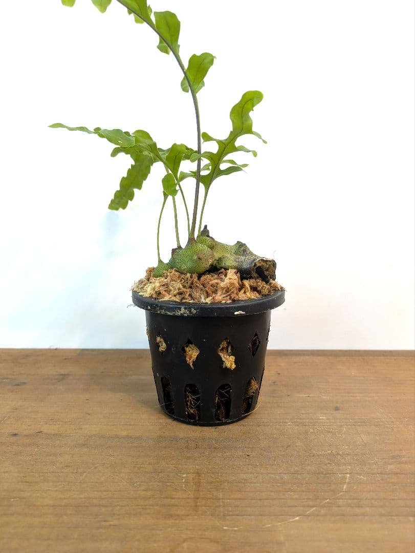 レカノプテリス タツタ アリ植物